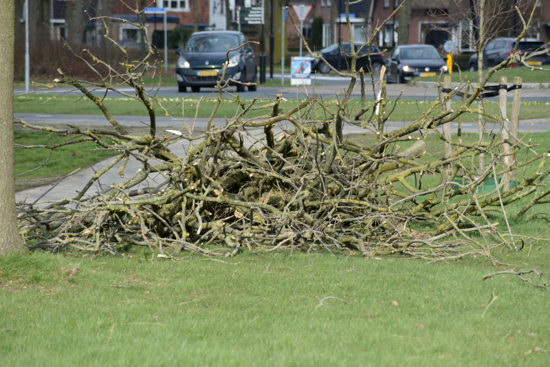 bomen gekapt 3